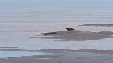 Harbor seal. The harbor seal Phoca vitulina, also known as the common seal, is a Stock Footage 294656248