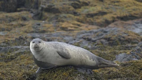 Harbor seal looking around on seaweed covered rocks in rainy Iceland 4K footage Stock Footage 339900593