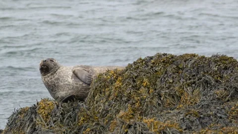Harbor Seal Looking at the Camera on Kelp-Covered Rocks in Iceland Video stock 339634039