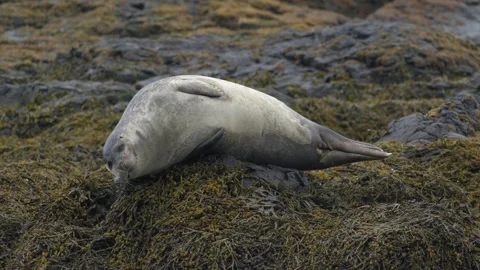 Harbor seal lying down on seaweed covered rocks in Iceland 4K footage Video stock 339900890