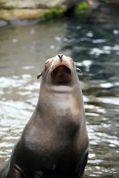 Common Seal Stock Photos & Images ~ Royalty Free Images | Pond5 Common Seal Stock Photos & Images ~ Royalty Free Images | Pond5