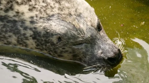 Harbor seal (Phoca vitulina) 库存影片 245582959