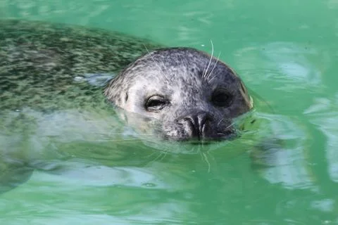 Harbor seal Stock Photos