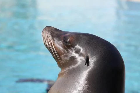 Harbor seal Stock Photos