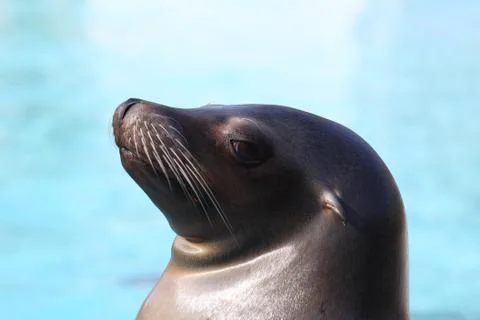 Harbor seal Stock Photos