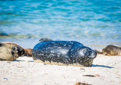 Harbor Seal Stock Photos