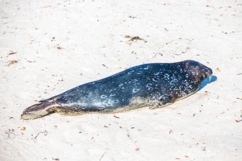 Harbor Seal Stock Photos