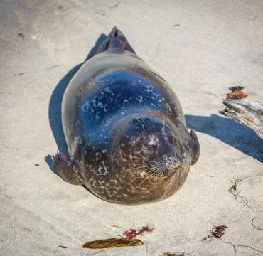 Harbor Seal Stock Photos