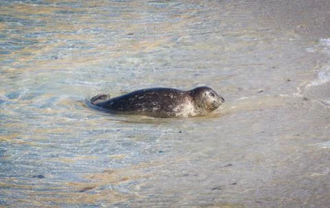 Harbor Seal Stock Photos