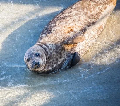 Harbor Seal Stock Photos