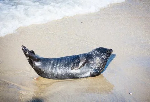 Harbor Seal Stock Photos