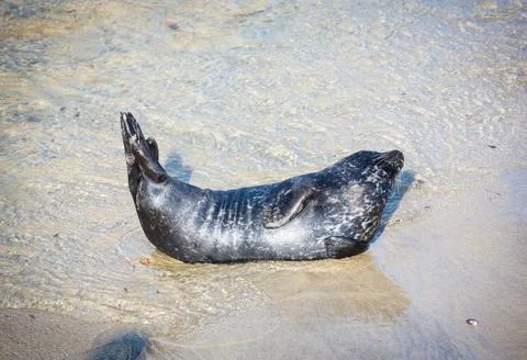Harbor Seal Stock Photos