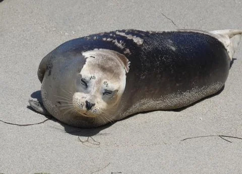Harbor seal Stock Photos