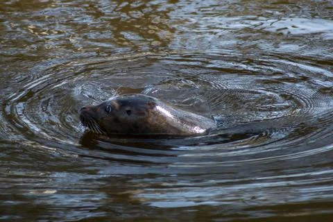 Harbor seal Foto stock