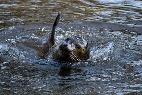 Harbor seal Stock Photos