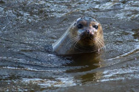 Harbor seal Stock Photos