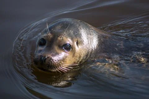 Harbor seal Stock Photos