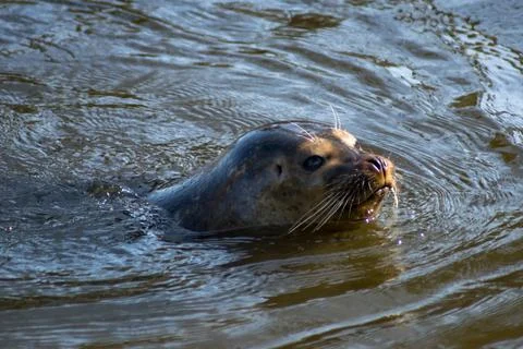 Harbor seal Stock Photos