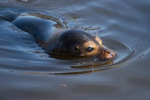 Harbor seal Stock Photos
