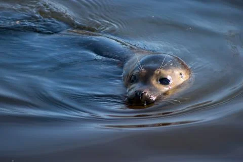 Harbor seal Stock Photos