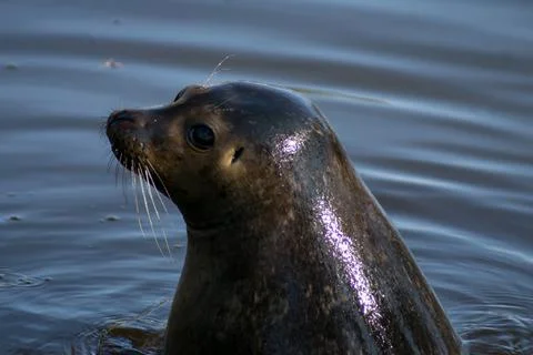 Harbor seal Stock-Fotos
