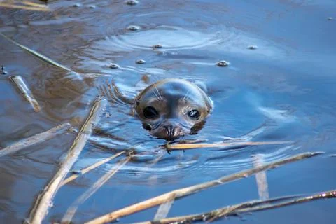 Harbor seal Stock Photos