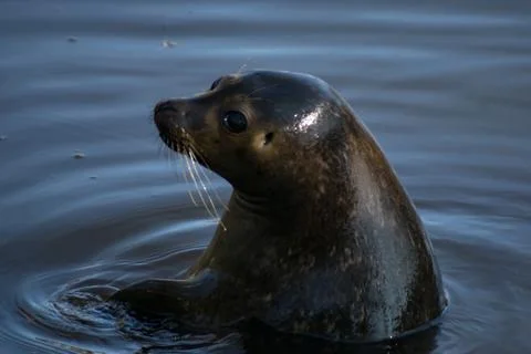 Harbor seal Foto stock