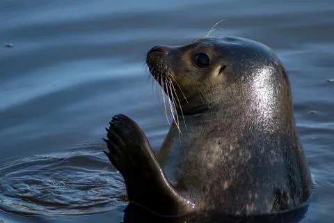 Harbor seal Stock Photos