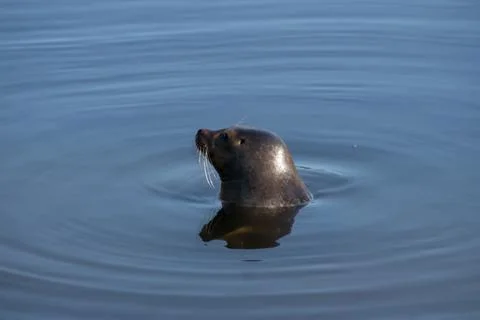 Harbor seal Stock Photos