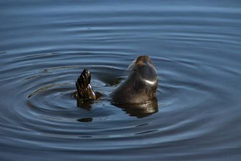 Harbor seal Stock Photos