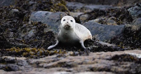 HARBOR SEAL PUP WITH SHARK BITE HALFWAY ROCK RIO 9.19.24 16 Stock Footage 339093116