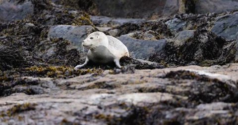 HARBOR SEAL PUP WITH SHARK BITE HALFWAY ROCK RIO 9.19.24 17 Stock Footage 339093117
