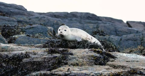 HARBOR SEAL PUP WITH SHARK BITE HALFWAY ROCK RIO 9.19.24 18 Stock Footage 339093121