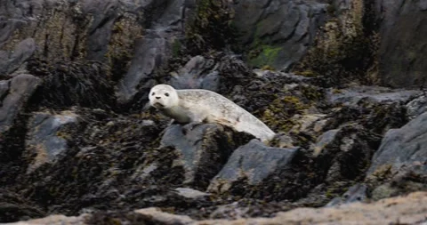 HARBOR SEAL PUP WITH SHARK BITE HALFWAY ROCK RIO 9.19.24 15 Stock Footage 339093125