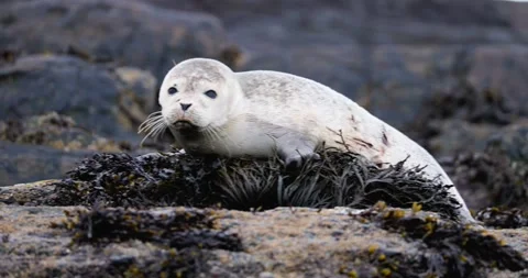 HARBOR SEAL PUP WITH SHARK BITE HALFWAY ROCK RIO 9.19.24 19 Stock Footage 339093130