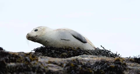 HARBOR SEAL PUP WITH SHARK BITE HALFWAY ROCK RIO 9.19.24 20 Stock Footage 339093154