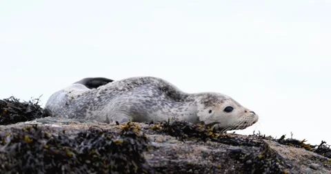 HARBOR SEAL PUP WITH SHARK BITE HALFWAY ROCK RIO 9.19.24 22 Stock Footage 339093168