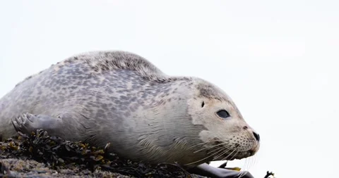 HARBOR SEAL PUP WITH SHARK BITE HALFWAY ROCK RIO 9.19.24 23 Stock Footage 339093169