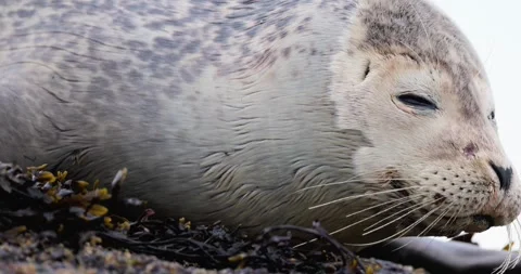 HARBOR SEAL PUP WITH SHARK BITE HALFWAY ROCK RIO 9.19.24 24 Stock Footage 339093173