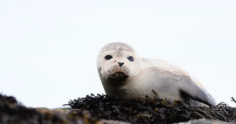 HARBOR SEAL PUP WITH SHARK BITE HALFWAY ROCK RIO 9.19.24 21 Stock Footage 339093186