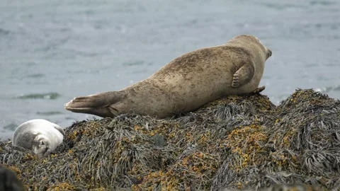 Harbor Seal Resting and Moving on Kelp-Covered Coastal Rocks in Iceland Stock Footage 339633995