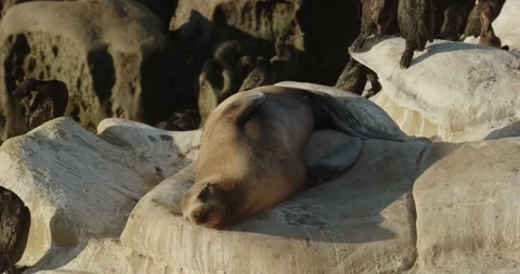 Harbor seal resting on boulder sunset Stock Footage 316644385