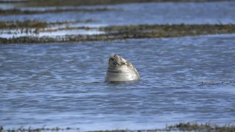 Harbor Seal Resting With Head Above Water in Icelandic Coastal Waters Stock Footage 339636765