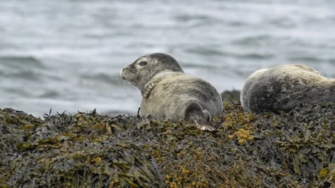Harbor Seal Resting on Kelp-Covered Rocks and Looking Around in Iceland Stock Footage 339633856