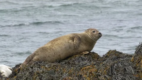 Harbor Seal Resting on Kelp-Covered Rocks and Looking Around in Iceland 库存影片 339633978