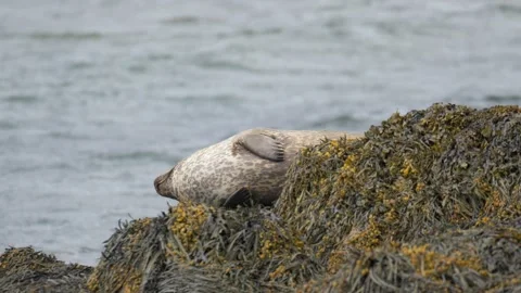 Harbor Seal Resting on Kelp-Covered Rocks and Looking Around in Iceland 库存影片 339634047