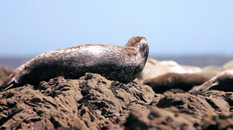 Harbor Seal resting on rocks Stock Footage 53659899