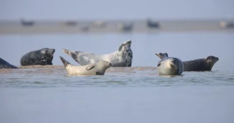 A harbor seal rests on the beach in Baie de Somme Stock Footage 153395752