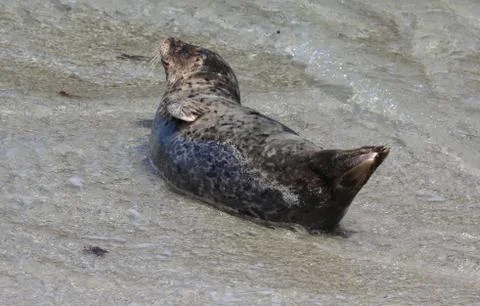 Harbor seal in surf Stock Photos