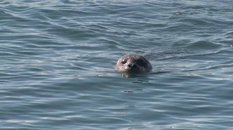 Harbor Seal Swimming Monterey Winter Stock Footage